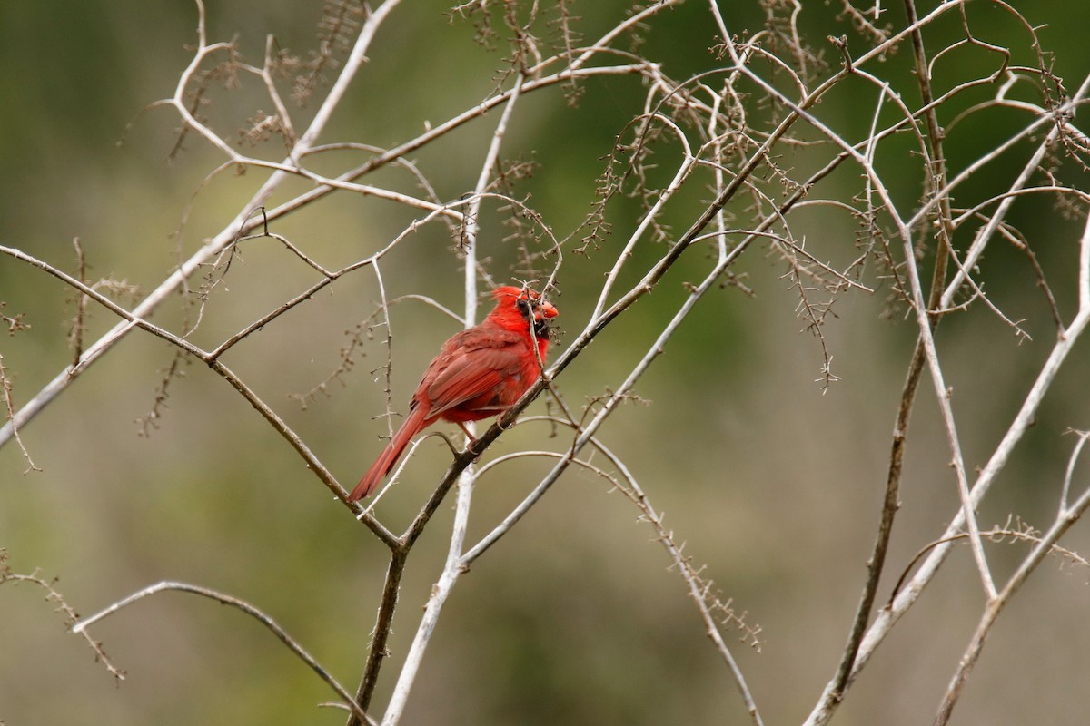 Cardinal rouge - ML234646111