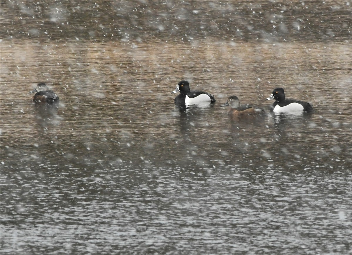 Ring-necked Duck - ML234647241