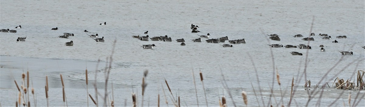 Northern Pintail - ML234647361