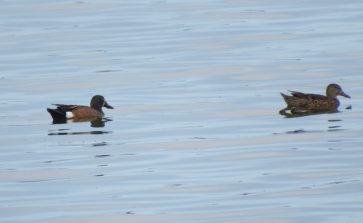 Blue-winged Teal - Michael Welch