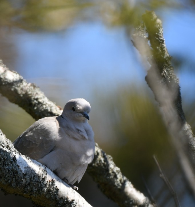 Eurasian Collared-Dove - ML234653931