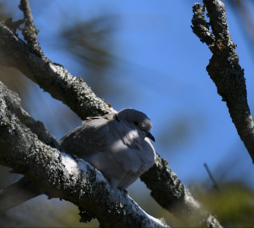 Eurasian Collared-Dove - Sean Hatch