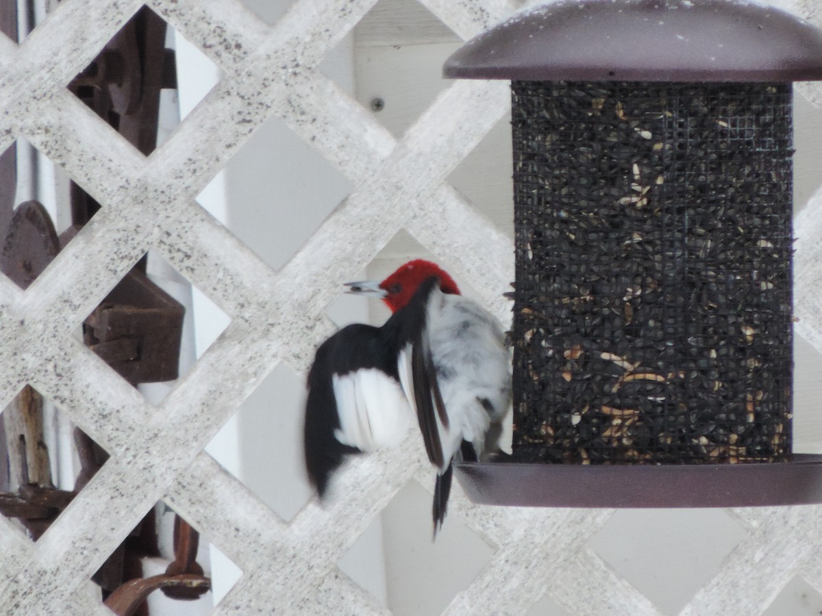 Red-headed Woodpecker - Dan Belter