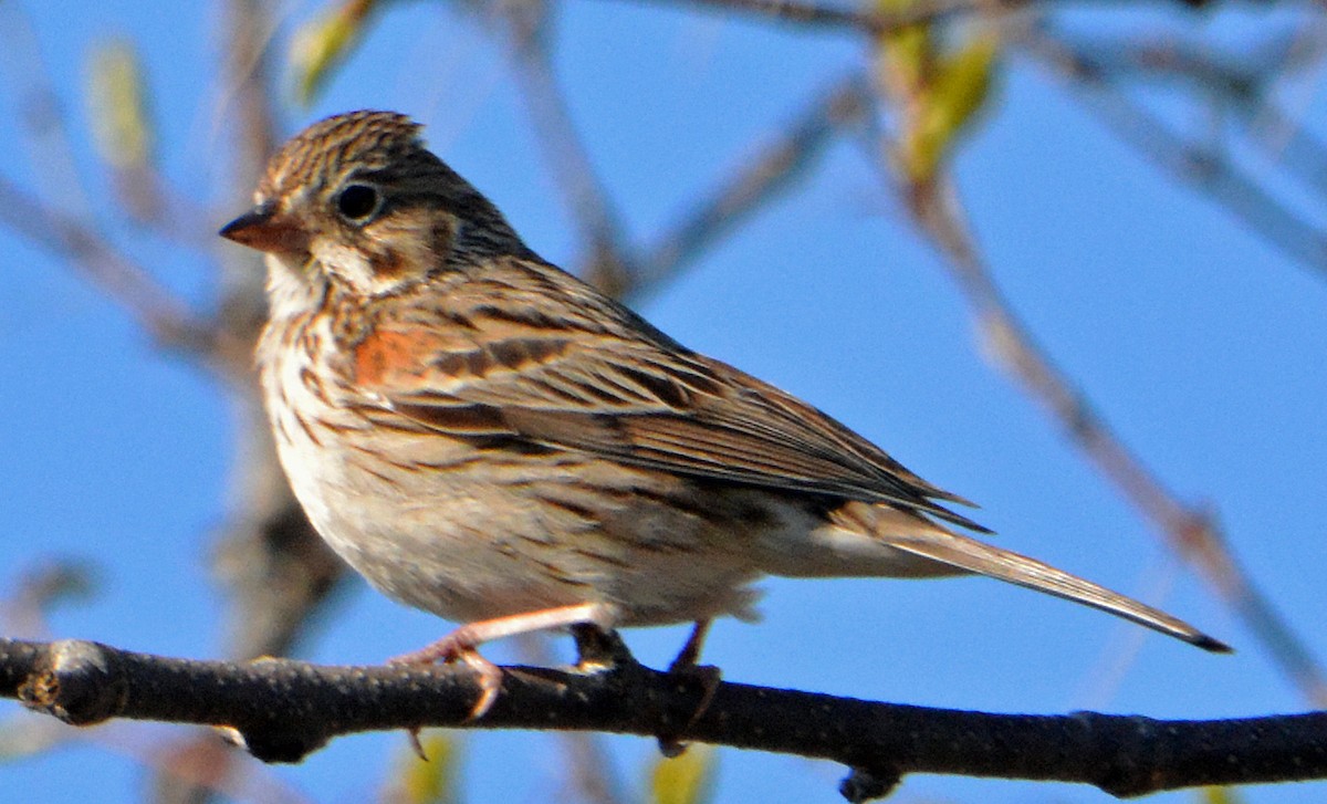 Vesper Sparrow - ML234654411