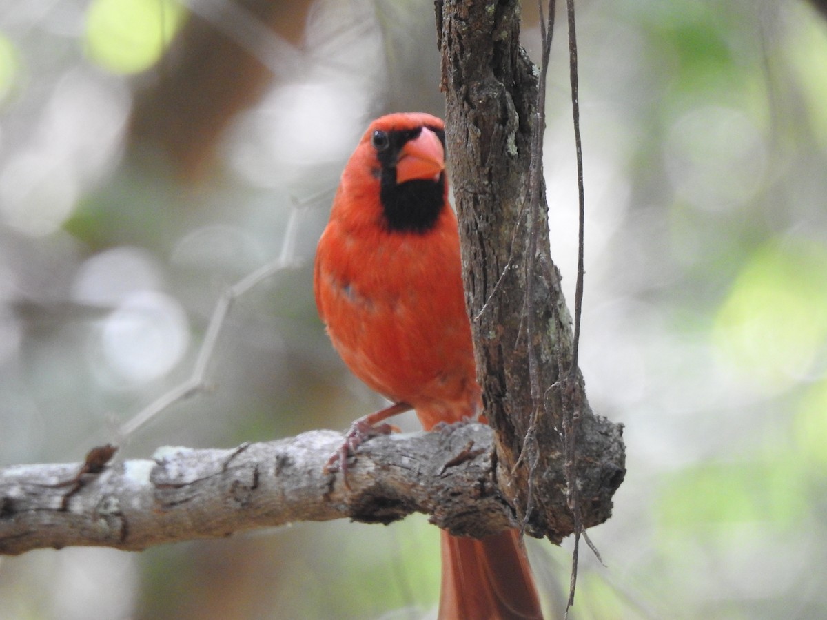 Northern Cardinal - ML234657831