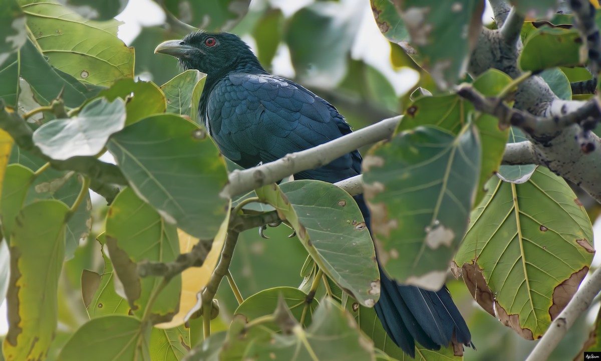 Asian Koel - ML234658151