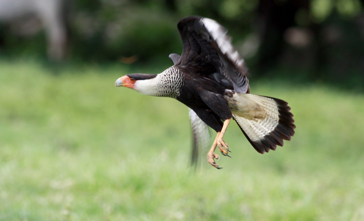 Crested Caracara (Northern) - Jay McGowan