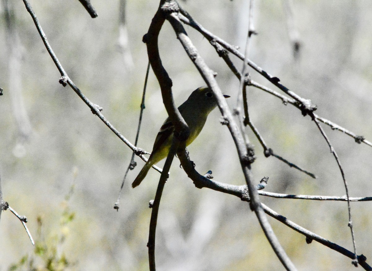 Western Flycatcher (Pacific-slope) - ML234659511