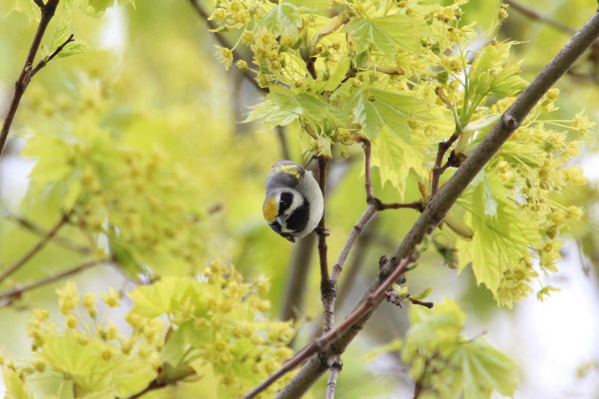 Golden-winged Warbler - Patrick Sysiong