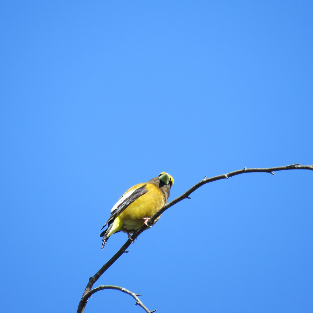 Evening Grosbeak - Monica Nugent