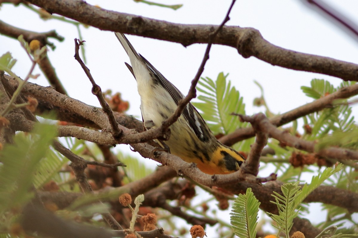 Blackburnian Warbler - ML234661281