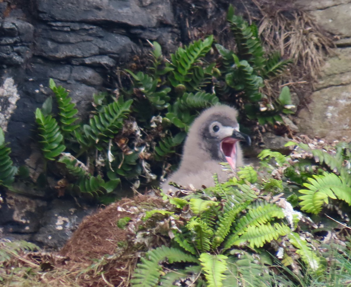 Light-mantled Albatross - Petra Clayton