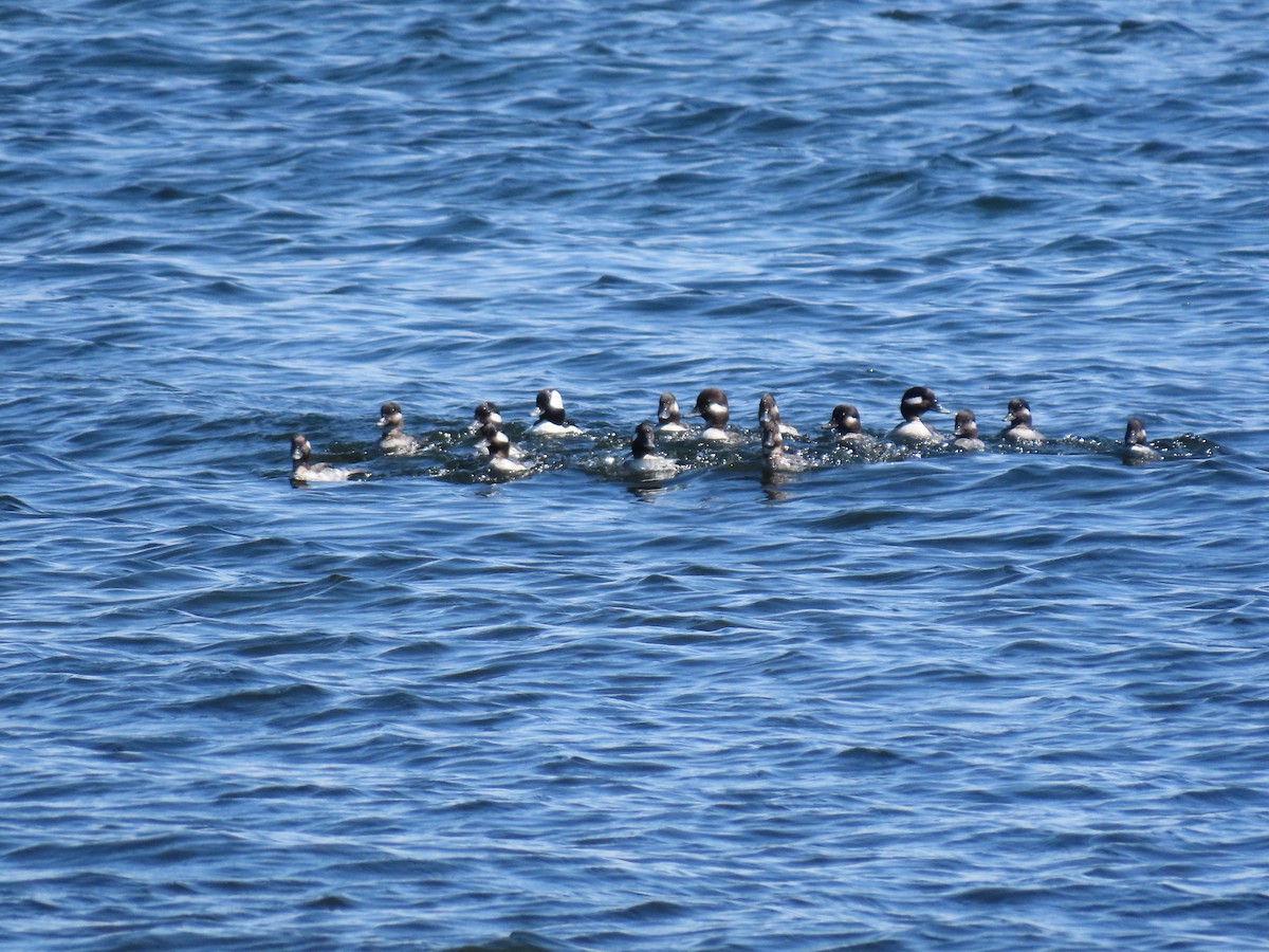 Bufflehead - ML234664291