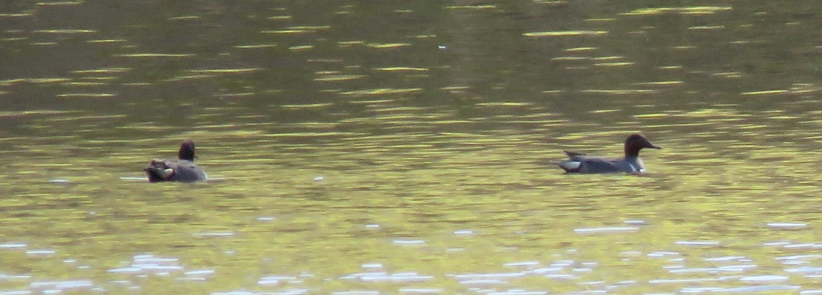 Green-winged Teal - ML234665071