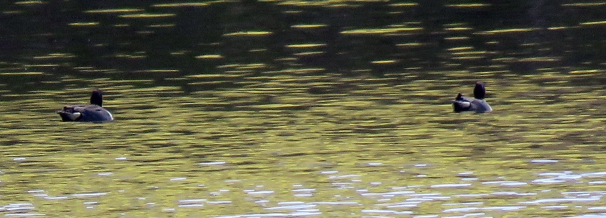 Green-winged Teal - ML234665141