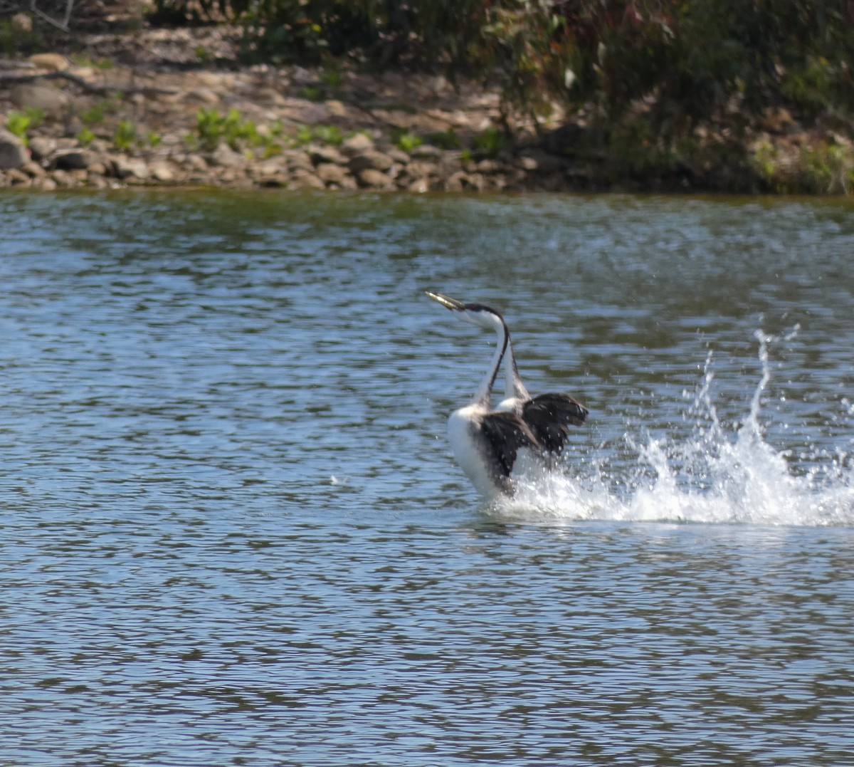 Western Grebe - ML234666261