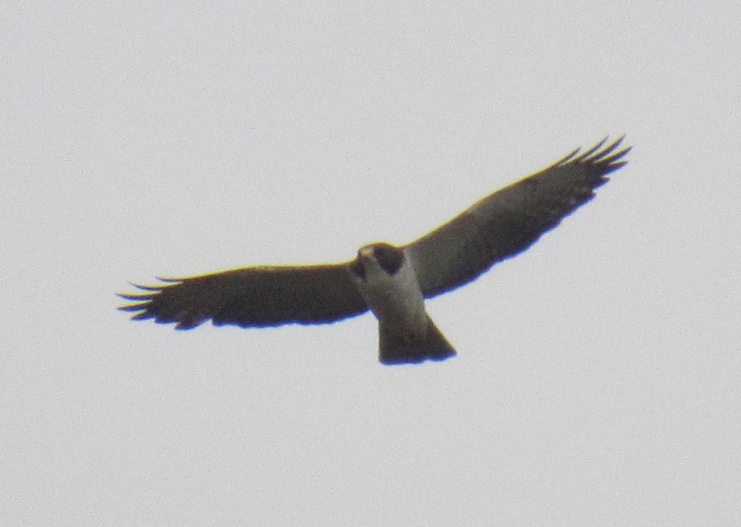 Short-tailed Hawk - Jenna Atma