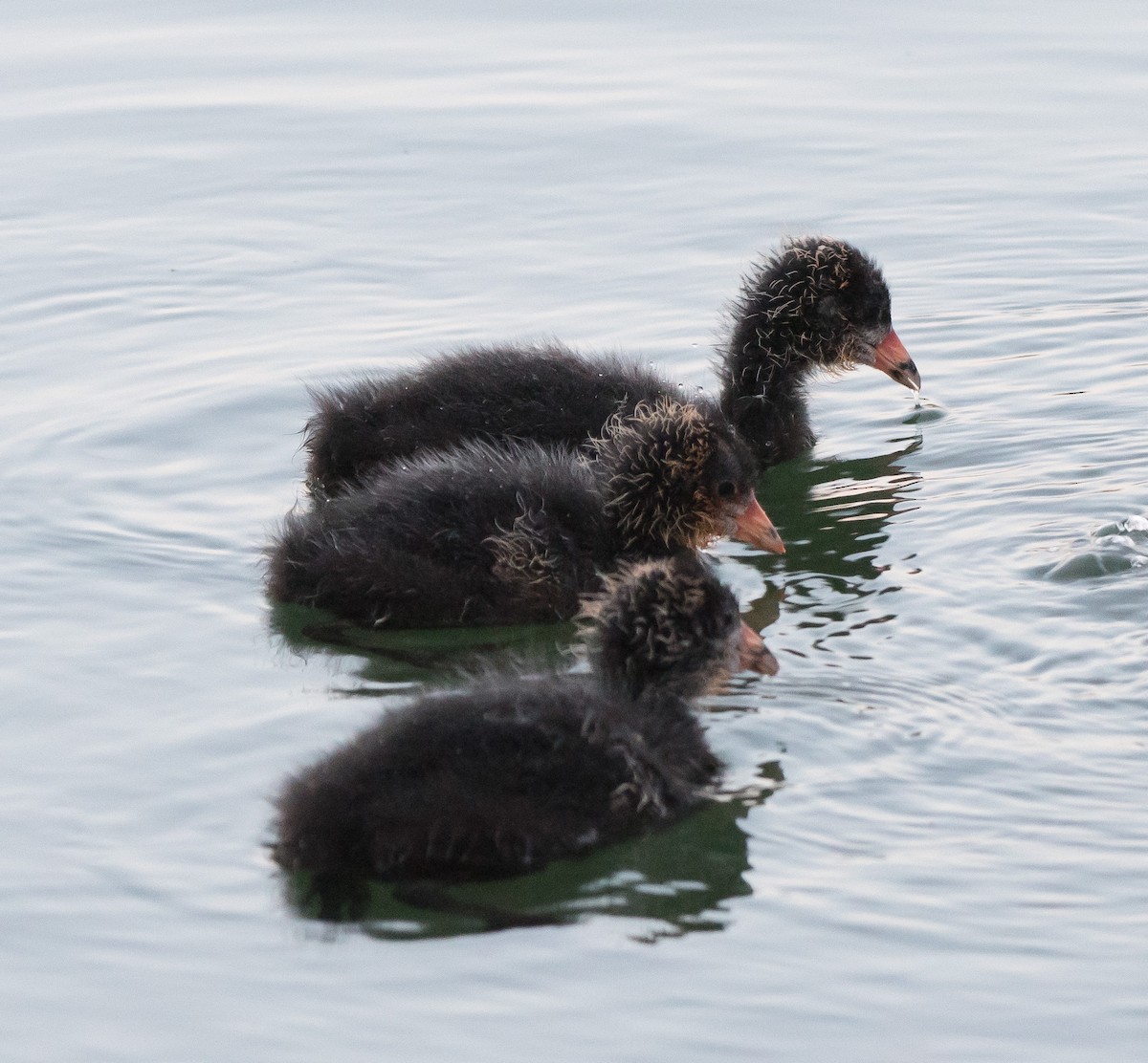 American Coot (Red-shielded) - Gordon Karre