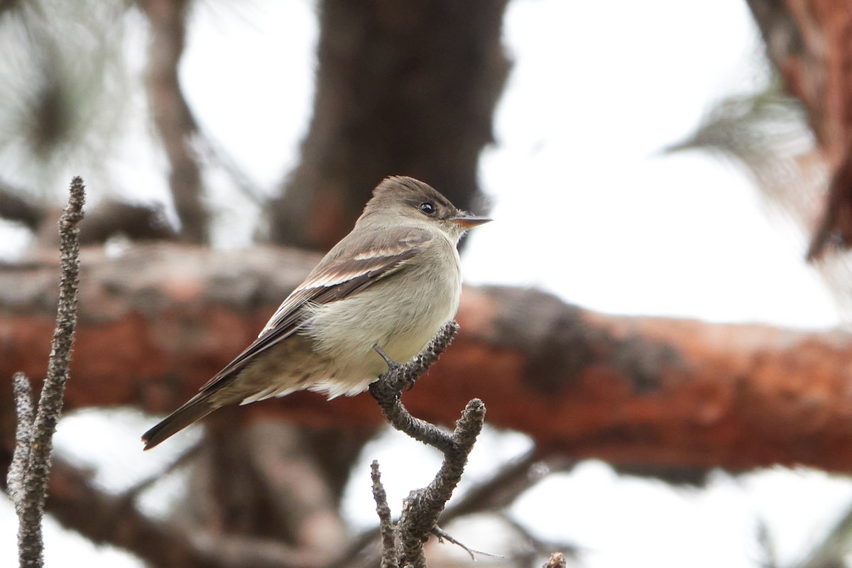 Western Wood-Pewee - ML234668361