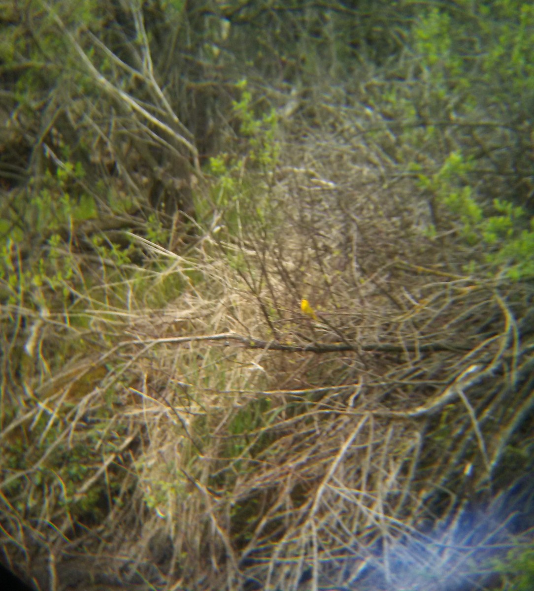Yellow Warbler - ML234669021