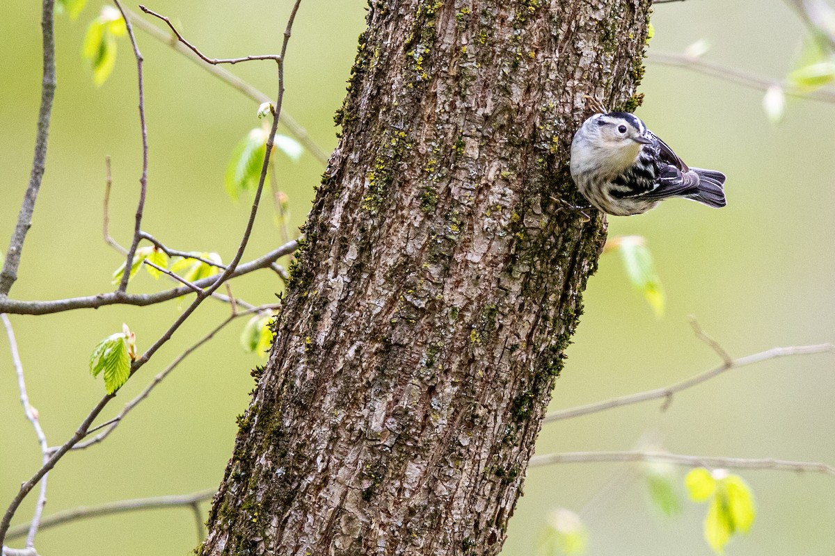 Black-and-white Warbler - ML234674321