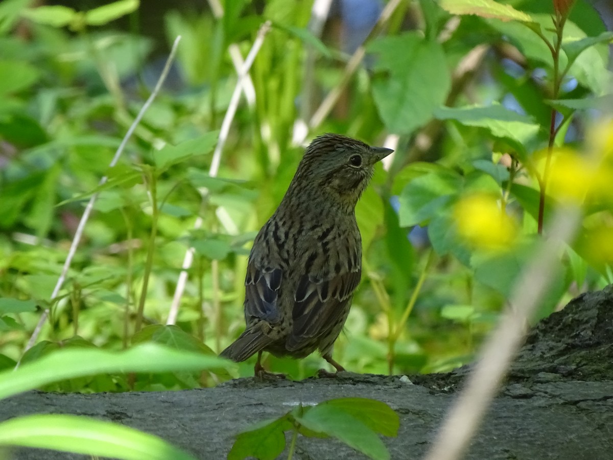 Lincoln's Sparrow - Peter Littlewood