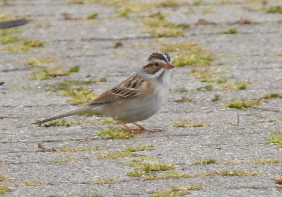 Clay-colored Sparrow - shelley seidman