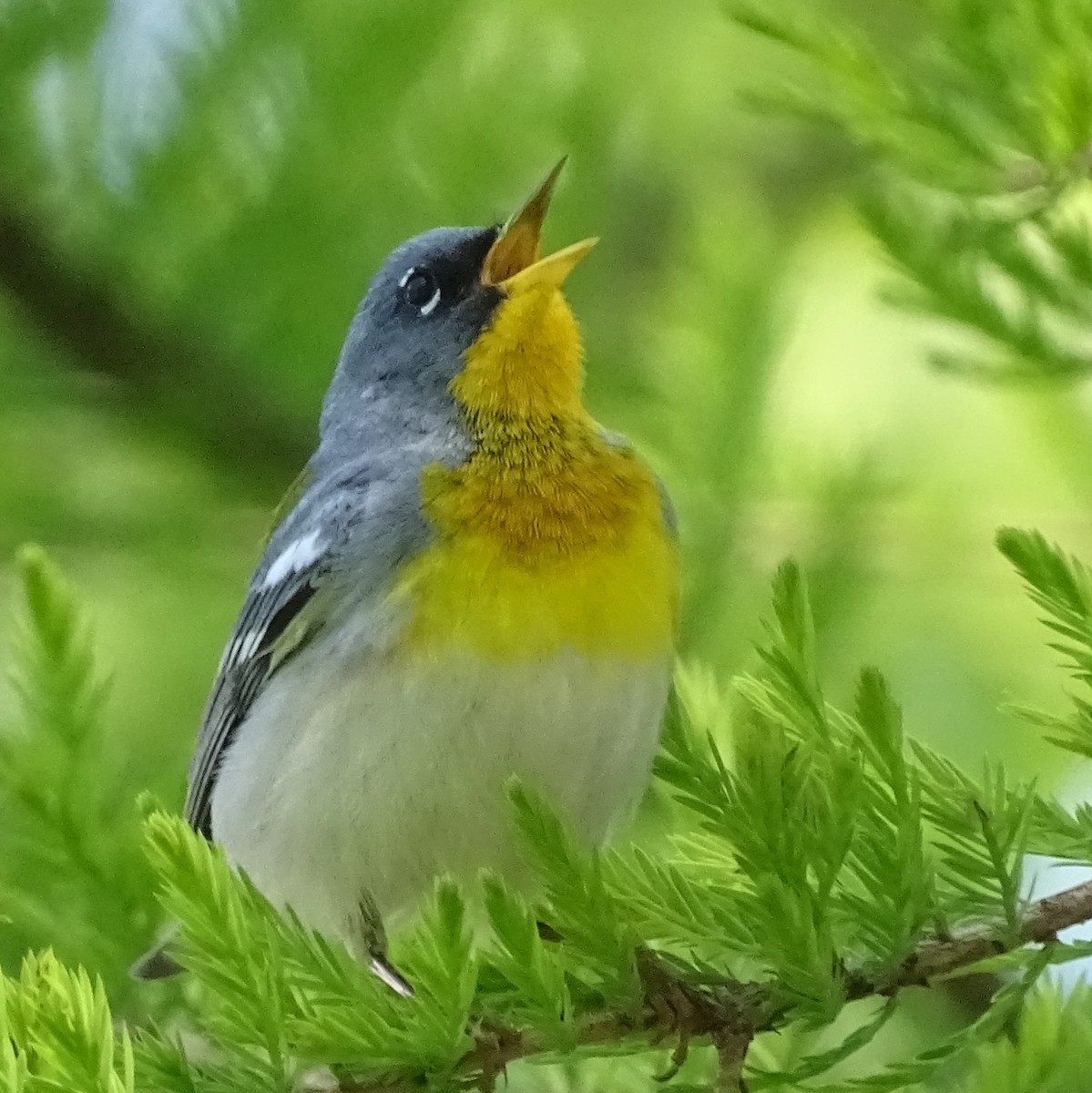 Northern Parula - ML234678691