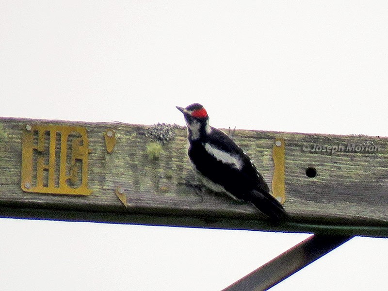 Hairy Woodpecker - ML234679121