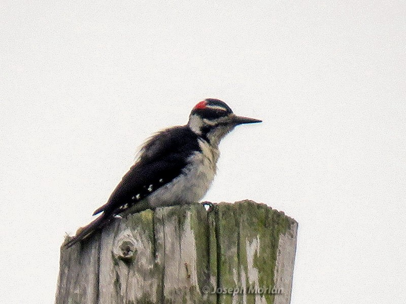 Hairy Woodpecker - ML234679131