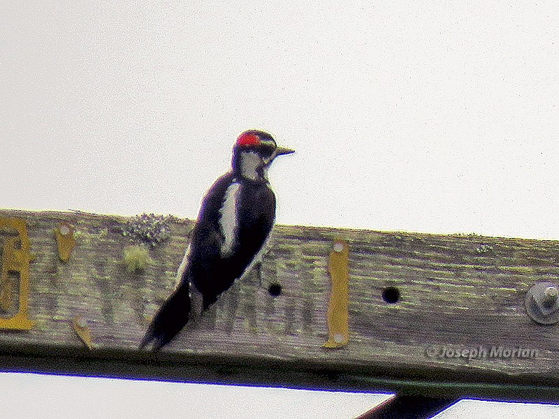 Hairy Woodpecker - ML234679141