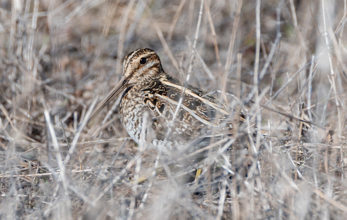 Wilson's Snipe - ML234679251