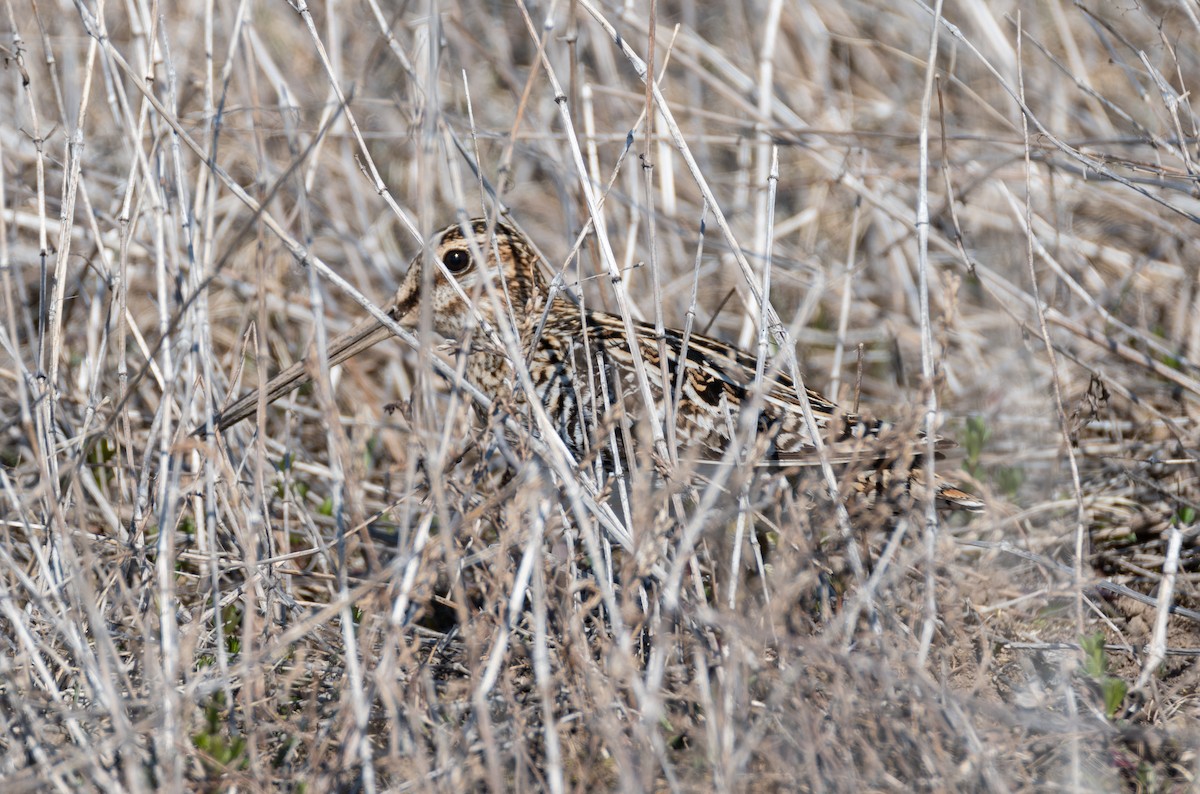Wilson's Snipe - ML234679261