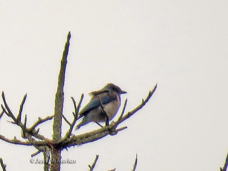 California Scrub-Jay - ML234679311