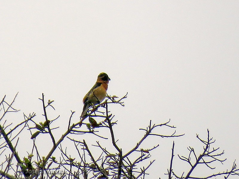 Black-headed Grosbeak - Joseph Morlan