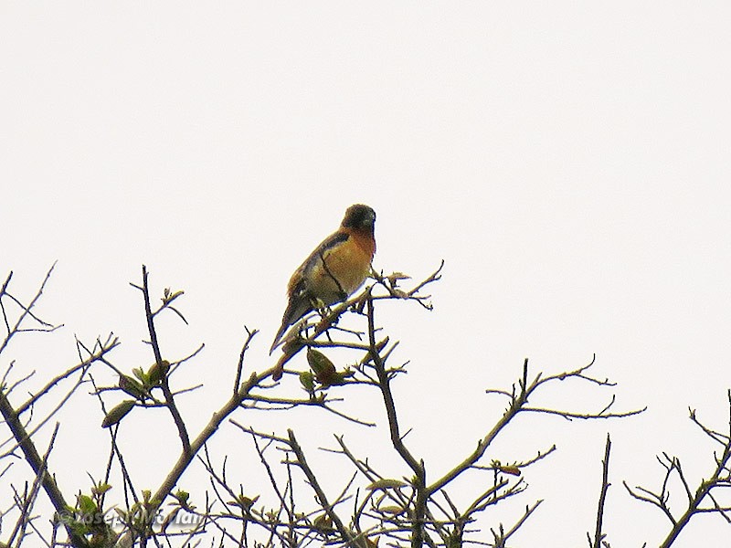 Black-headed Grosbeak - ML234679651