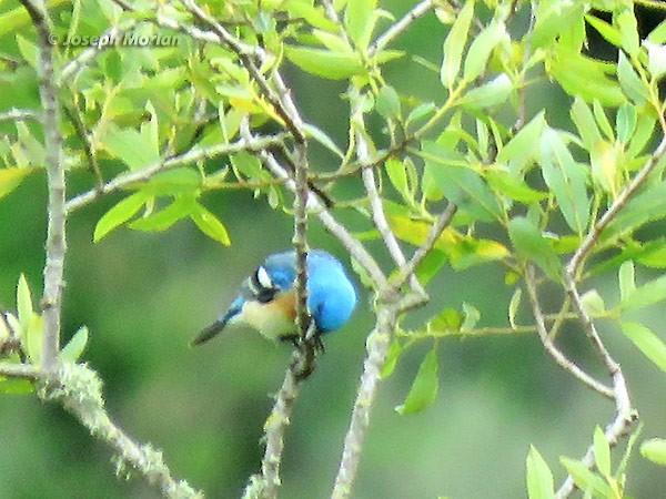 Lazuli Bunting - ML234679921