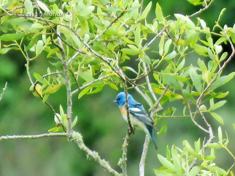 Lazuli Bunting - Joseph Morlan