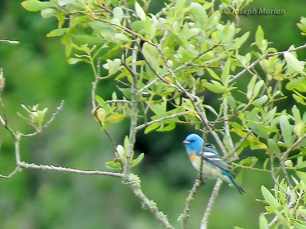 Lazuli Bunting - ML234680201