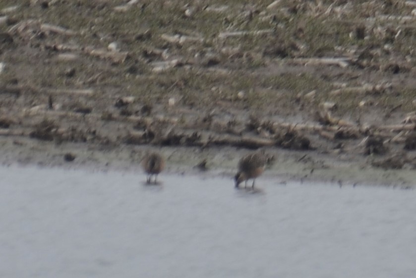 Short-billed Dowitcher - ML234680291