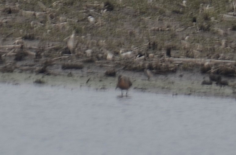 Short-billed Dowitcher - ML234680691