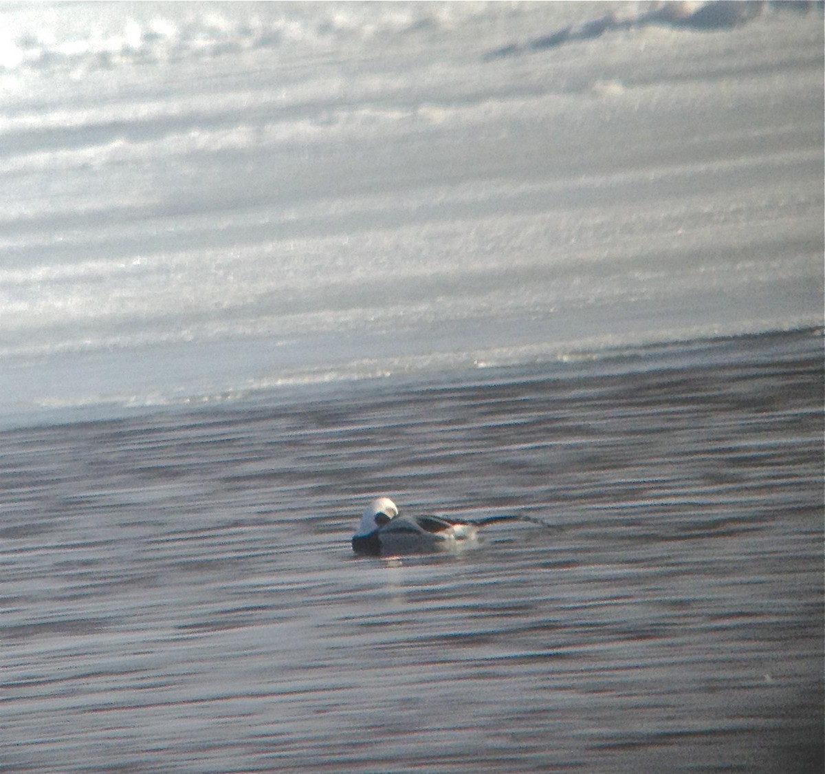 Long-tailed Duck - ML23468071