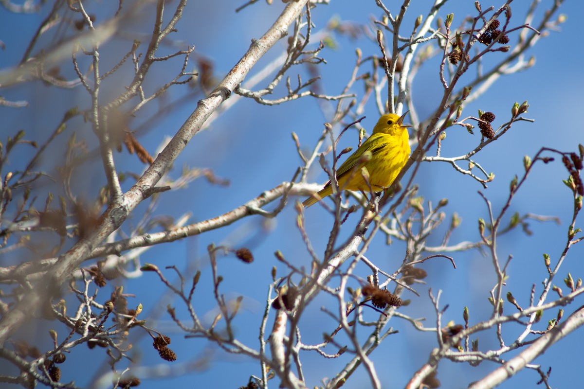 Yellow Warbler - ML234680771