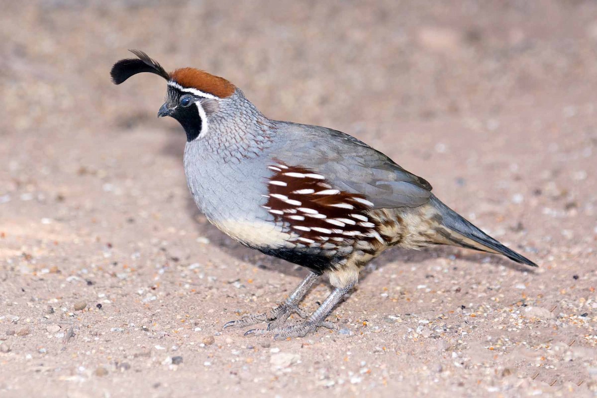 Gambel's Quail - ML234681201