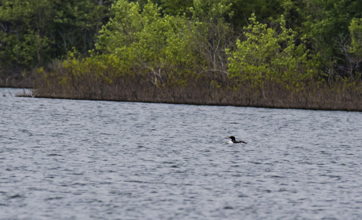 Yellow-billed Loon - ML234681371