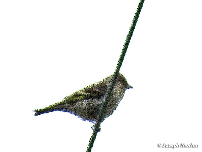 Pine Siskin - ML234681831