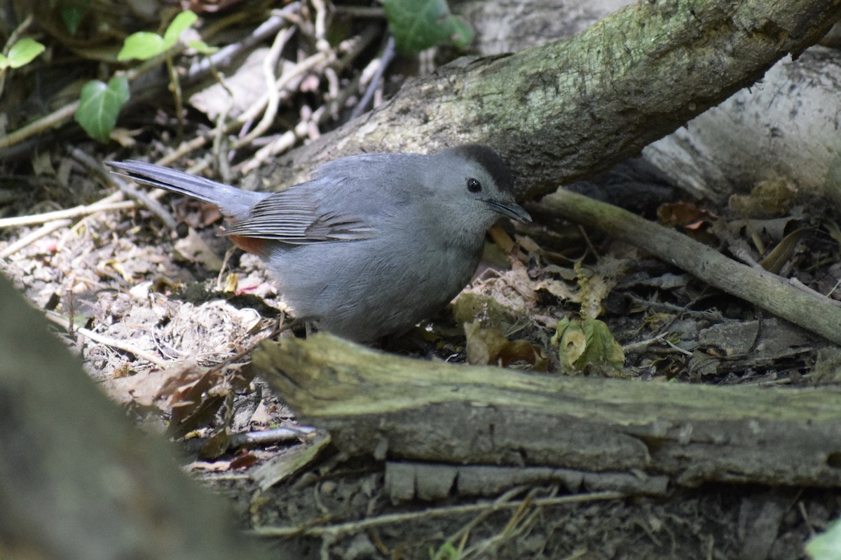 Gray Catbird - ML234684411