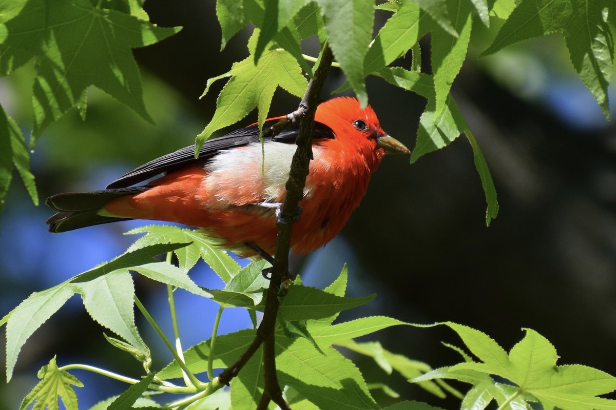 Scarlet Tanager - Ari Rice