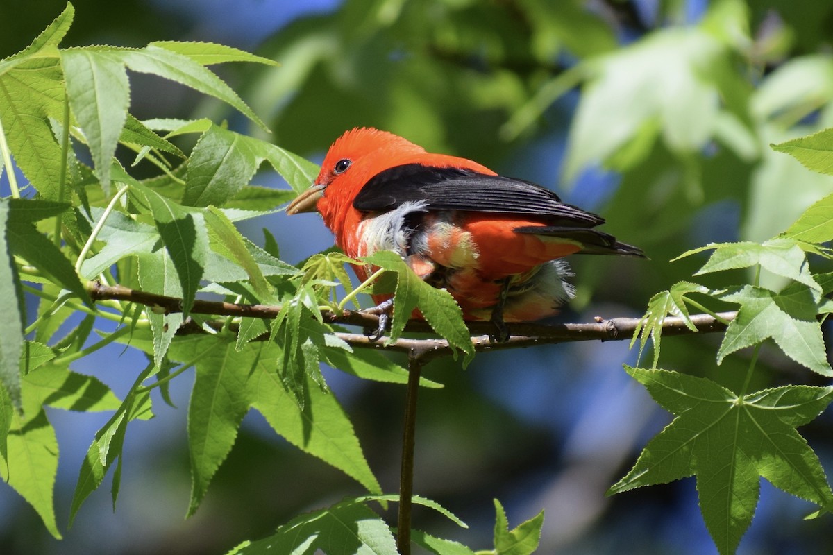 Scarlet Tanager - ML234684501
