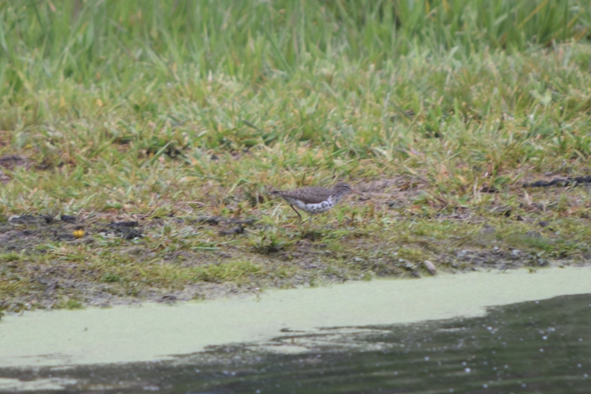 Spotted Sandpiper - Ben Kaake